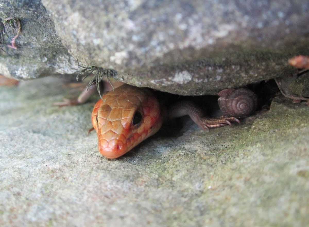 Broad Headed Skink