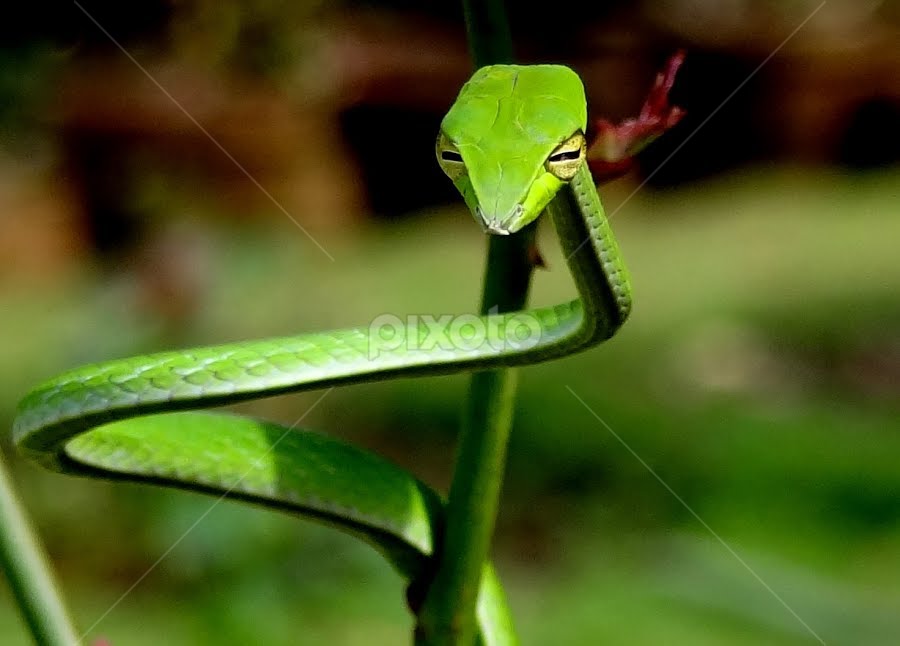 COMMON GREEN WHIP SNAKE or VINE SNAKE (Ahaetulla nasuta) by Amjad Ca - Animals Reptiles