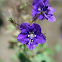 Wild Canterbury Bells