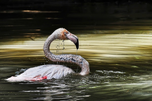 eleganza in acqua di angart71