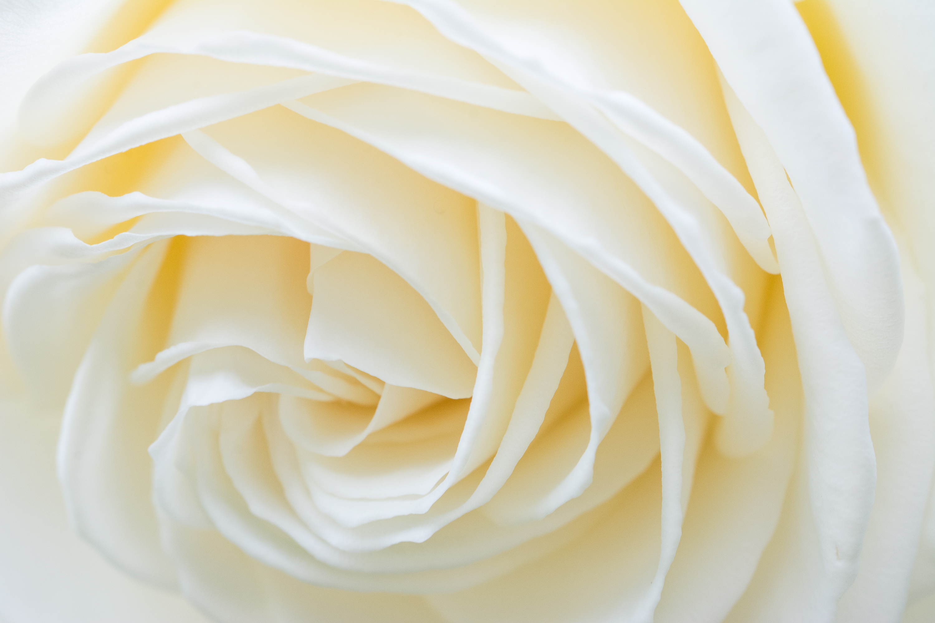 White rose di LucaMonego