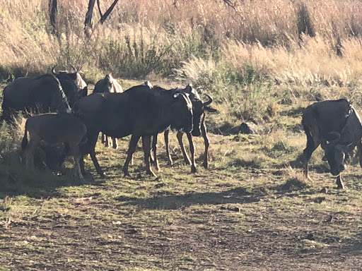 New & Improved Lions Park South Africa 2018