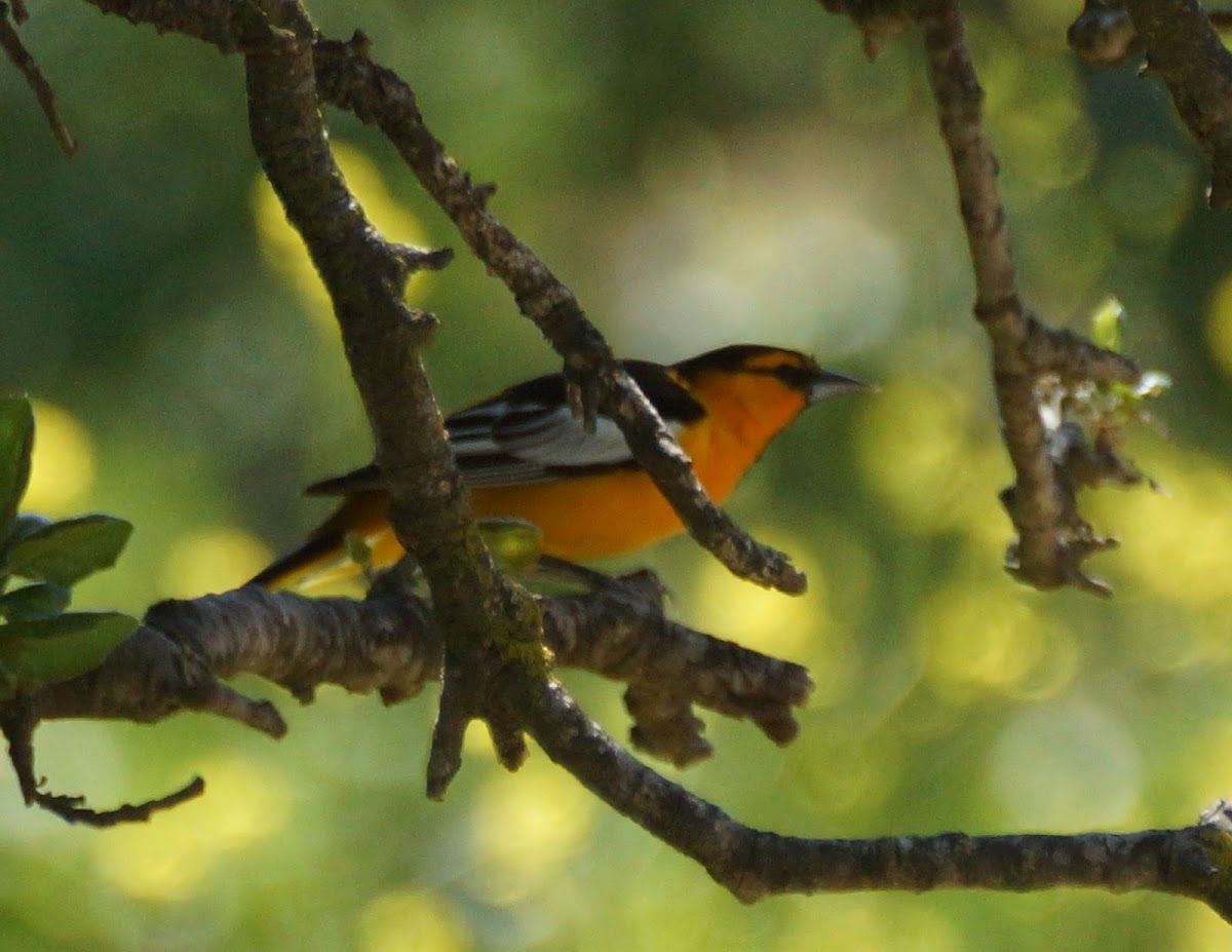 Bullock's Oriole