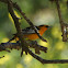 Bullock's Oriole