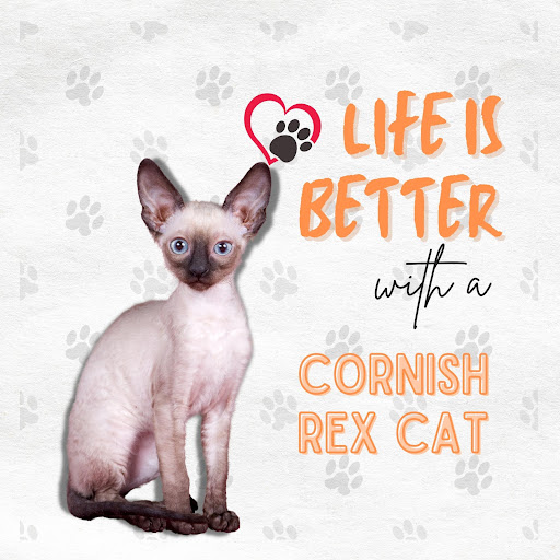 miniatures image - 14