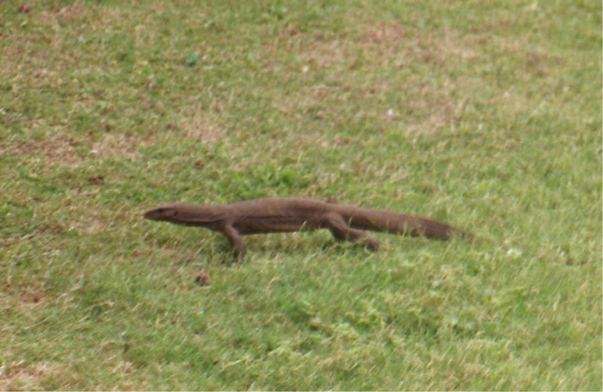 Bengal monitor