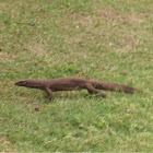 Bengal monitor