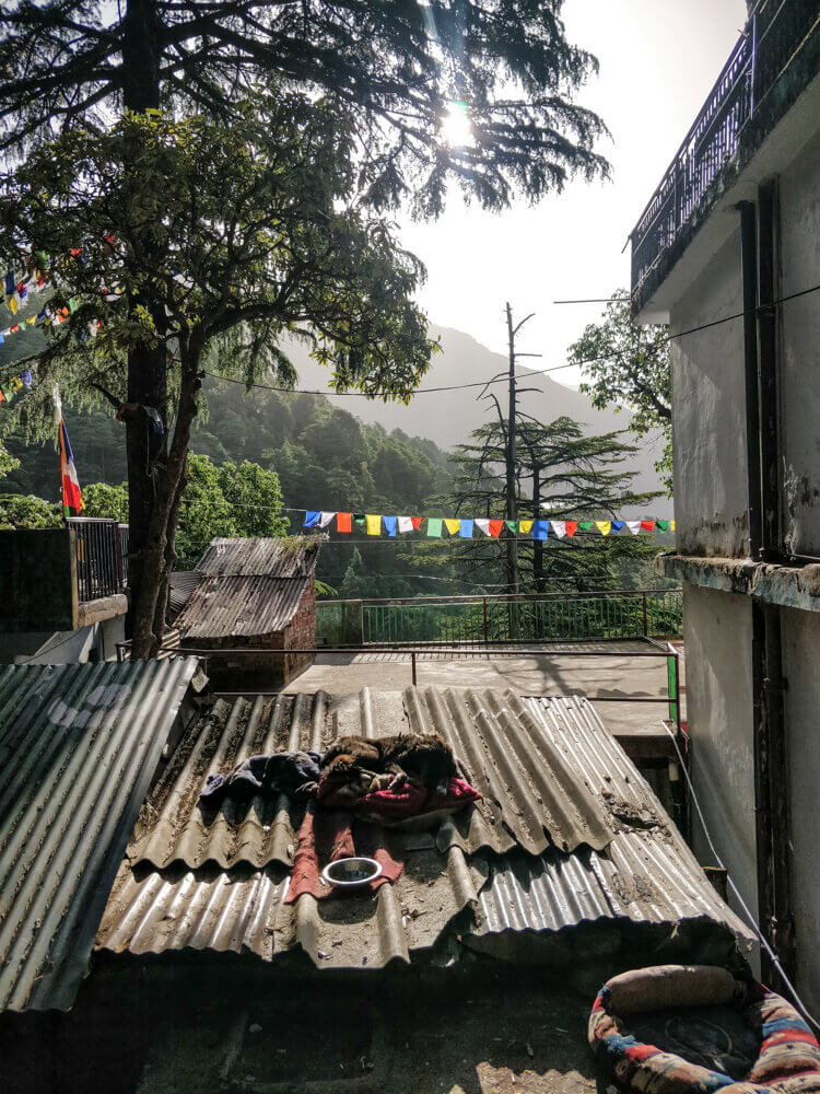 trekking+hiking+around+dharamshala+himachal+pradesh