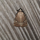 Grateful midget moth