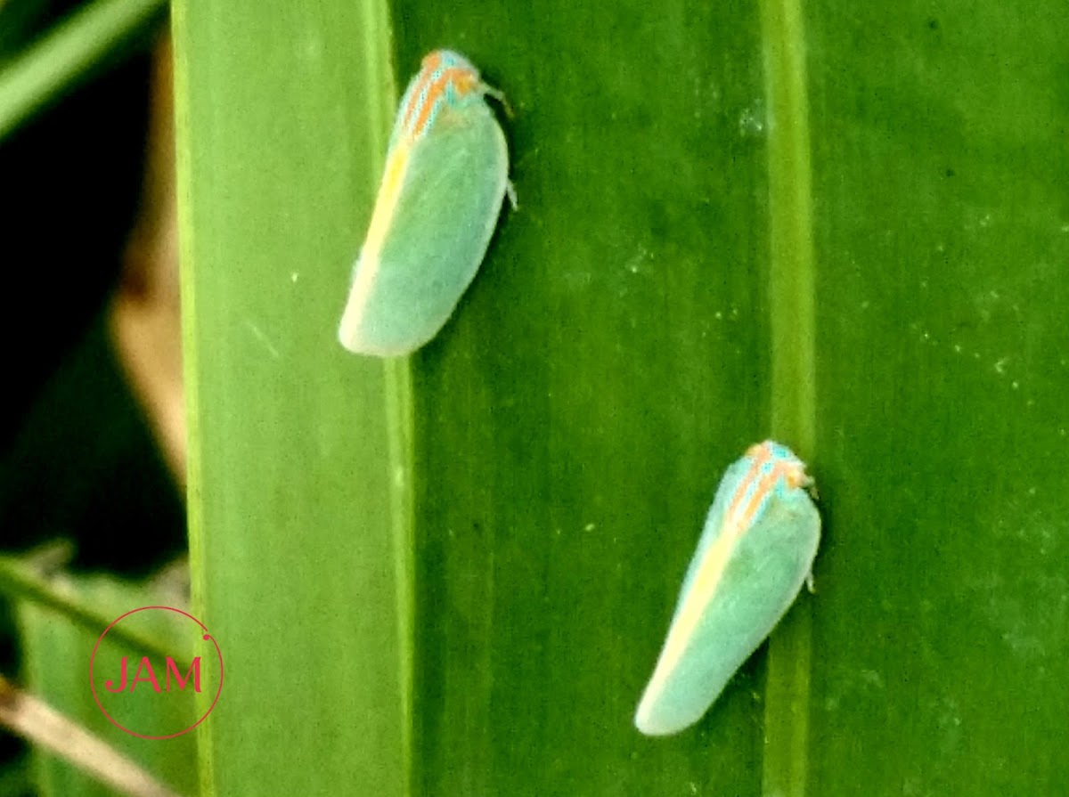 Flatid Planthopper