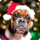 Download Pet Christmas Wallpaper For PC Windows and Mac 1.0