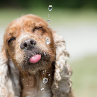 Thirsty dog di 