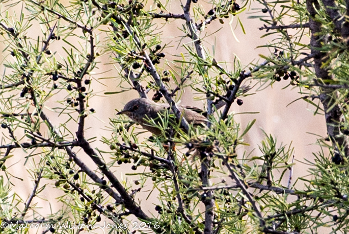 Dartford Warbler; Curruca Rabilarga