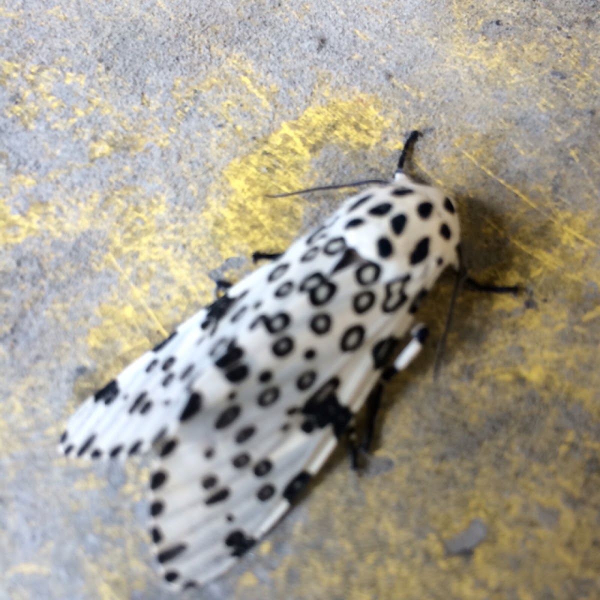 Giant Leopard Moth