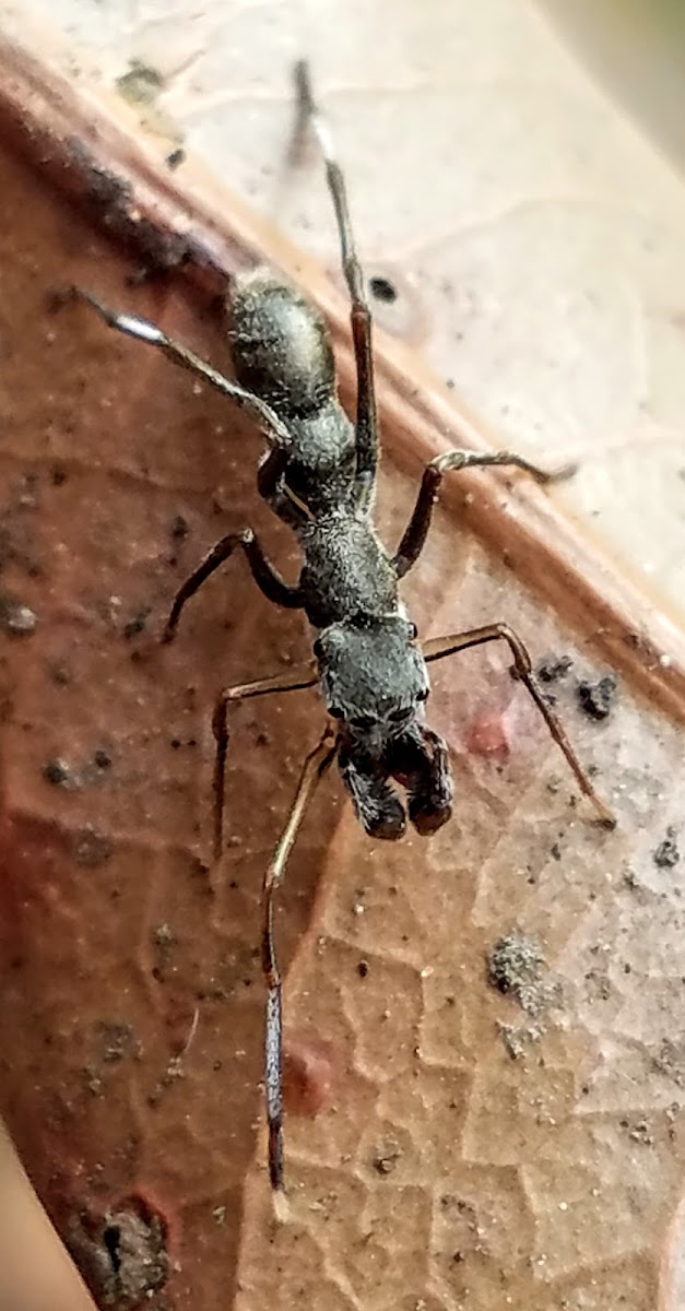 Ant mimicking jumping spider