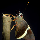 Yellow-edged Ruby-eyed Skipper