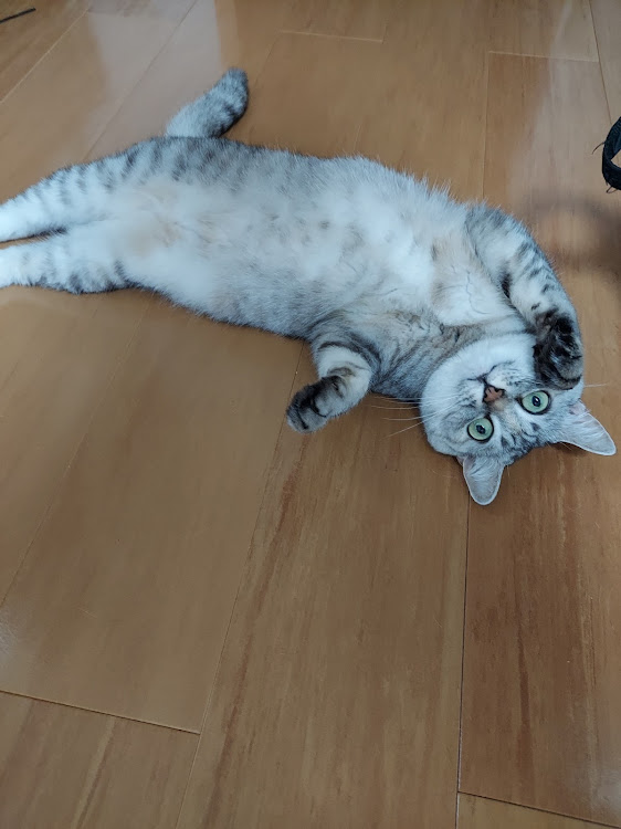 シビックタイプRのMR-S・カスタム・遭遇コラボ・ダークみきゃんさん・ふうちゃんに関するカスタム事例の投稿画像3枚目