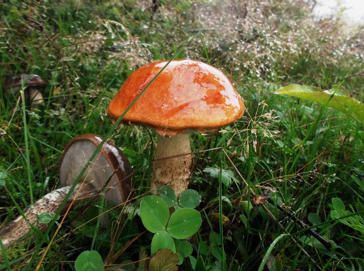 Red-capped scaber stalk