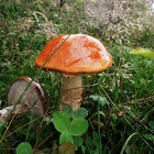 Red-capped scaber stalk