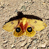 Io Moth