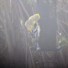 American Goldfinch