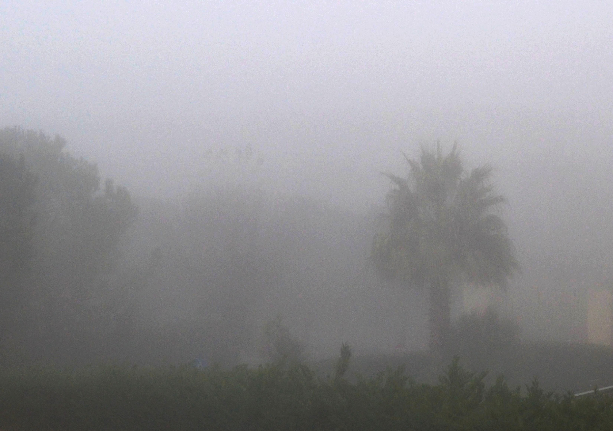 una palma nella nebbia ... di giride