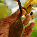 Bayur Tree, Maple-Leafed Bayur Tree,  Dinner Plate Tree, Kanak Champa, Muchakunda or Karnikar Tree