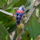 One-banded Longicorn Beetle