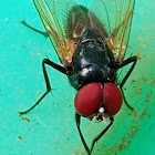 Red eyed small blue fly