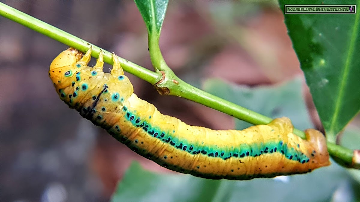 Yellow tiger moth caterpillar