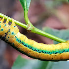 Yellow tiger moth caterpillar