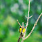 Goldfinch