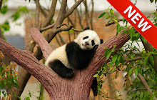 Panda Wallpaper HD Custom New Tab small promo image