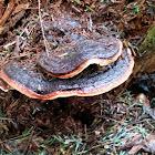 Red Belted polypore
