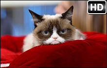 Grumpy Cat Backgrounds HD Custom Cats New Tab small promo image