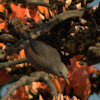 Chestnut-tailed Starling