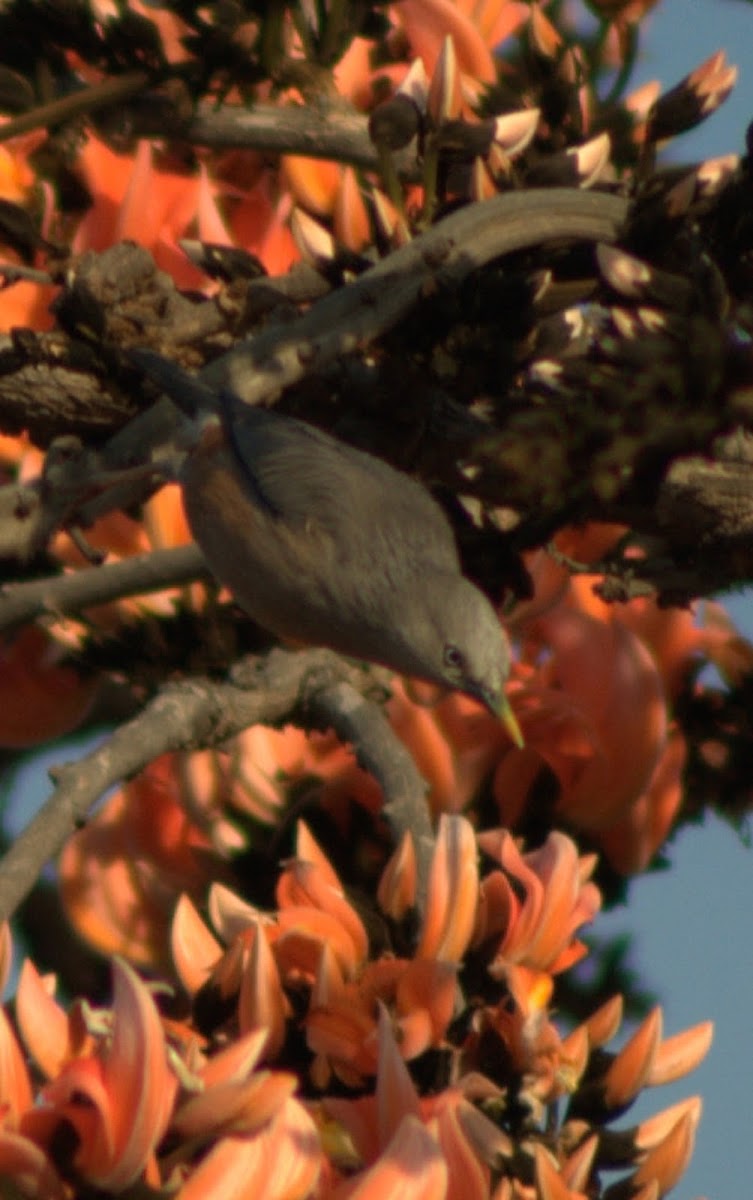 Chestnut-tailed Starling