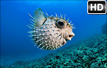 Pufferfish Wallpaper HD Custom Puffers NewTab small promo image