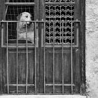 solo come un cane di 