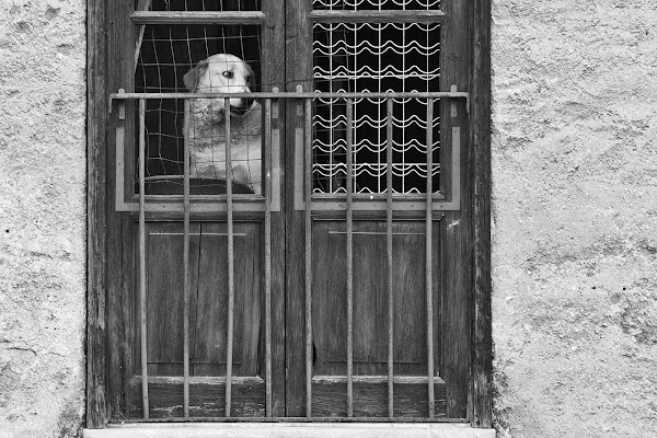 solo come un cane di federicopatti