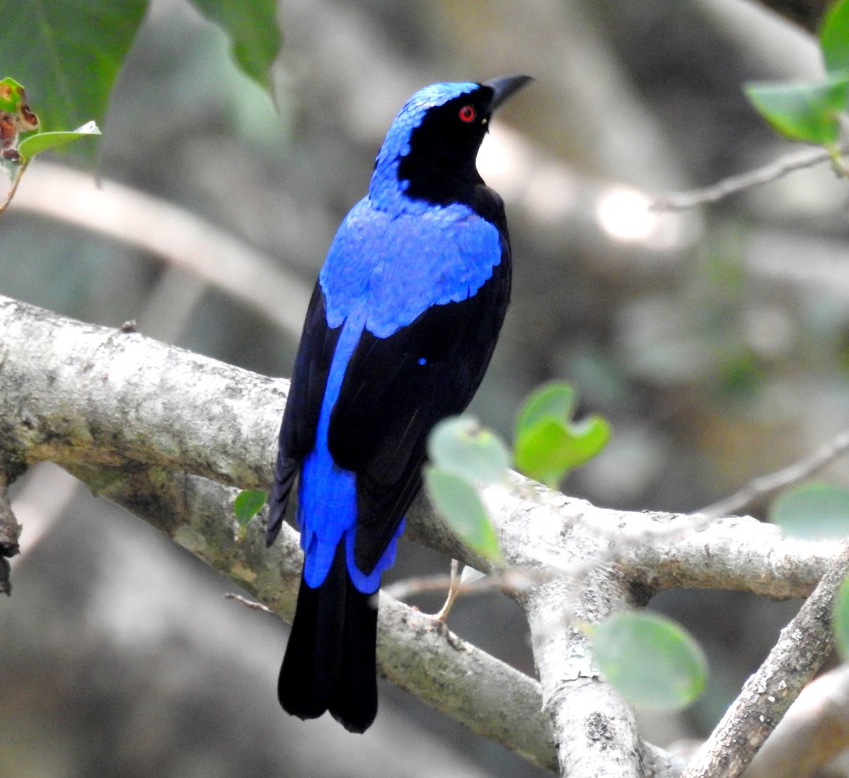 Asian fairy-bluebird- Male