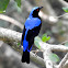 Asian fairy-bluebird- Male