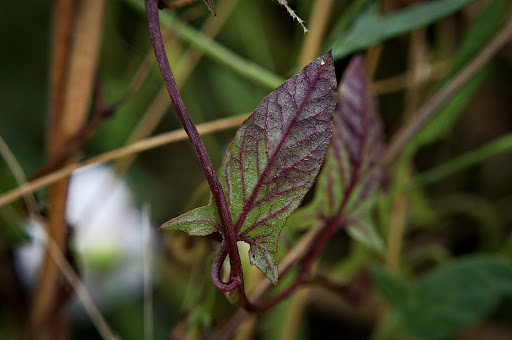 Convolvulus arvensis