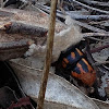 Large Bagworm