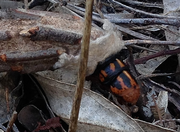 Large Bagworm