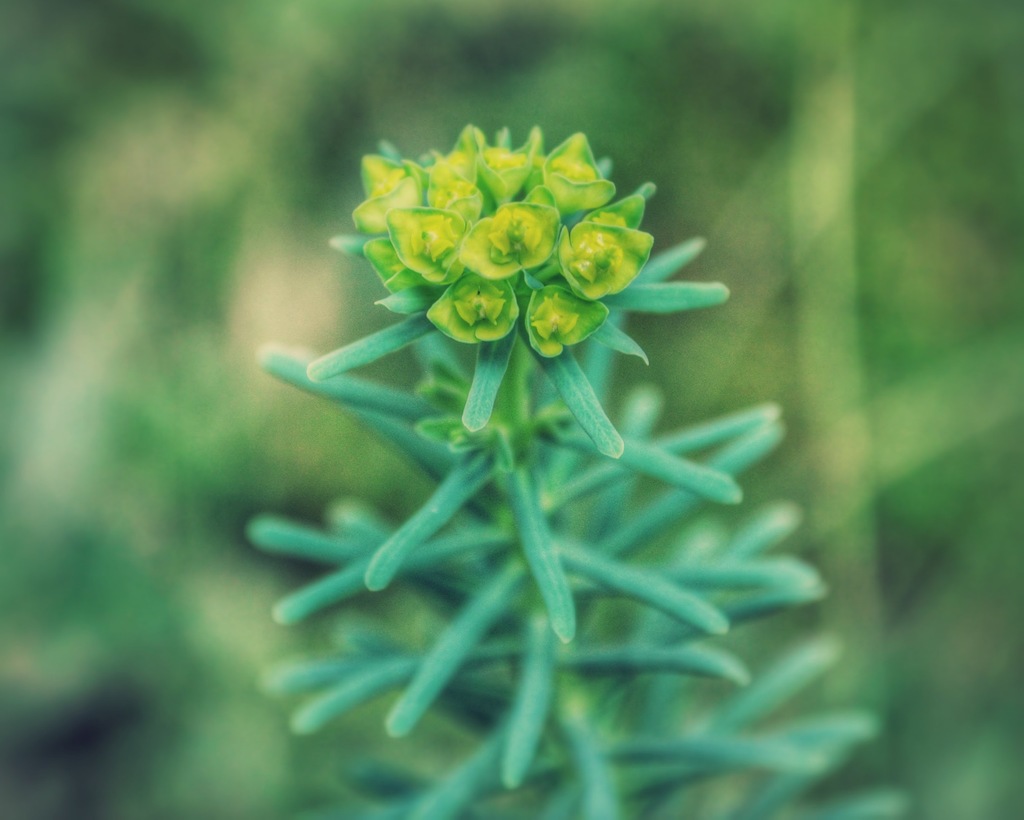 Cypress Spurge