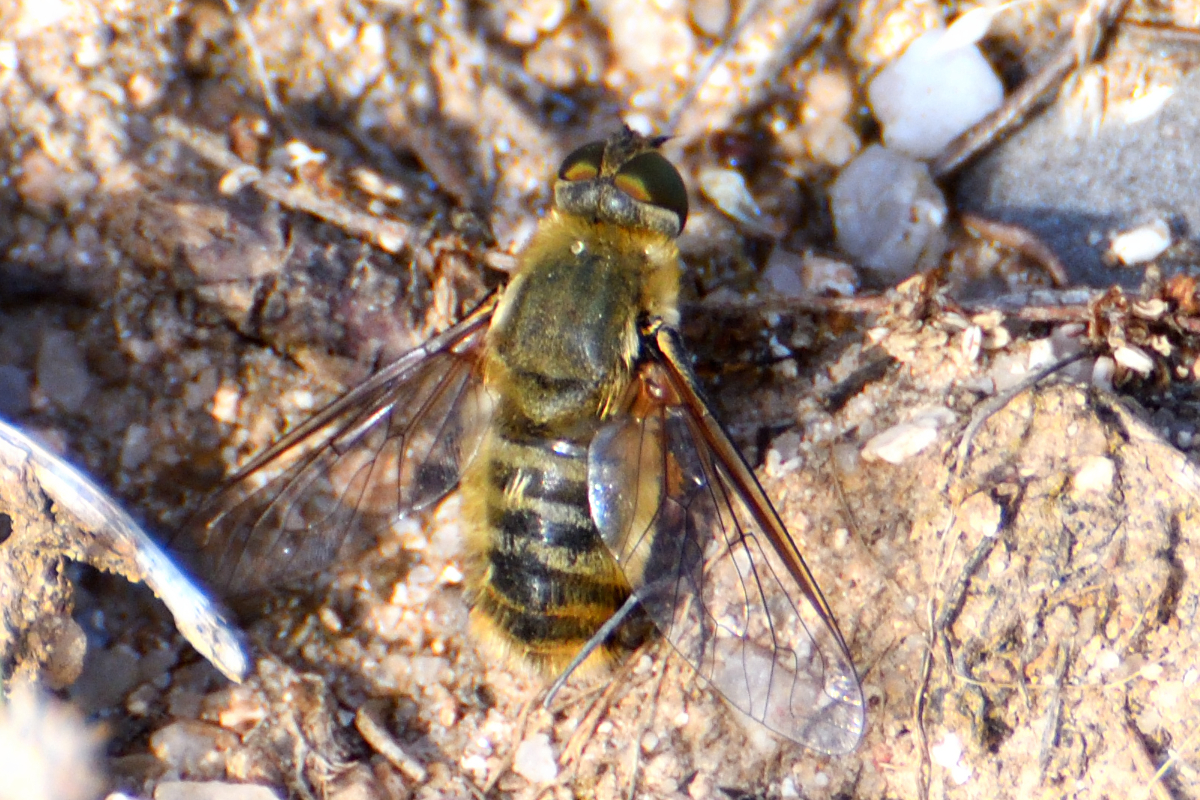 Bee fly