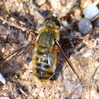 Bee fly