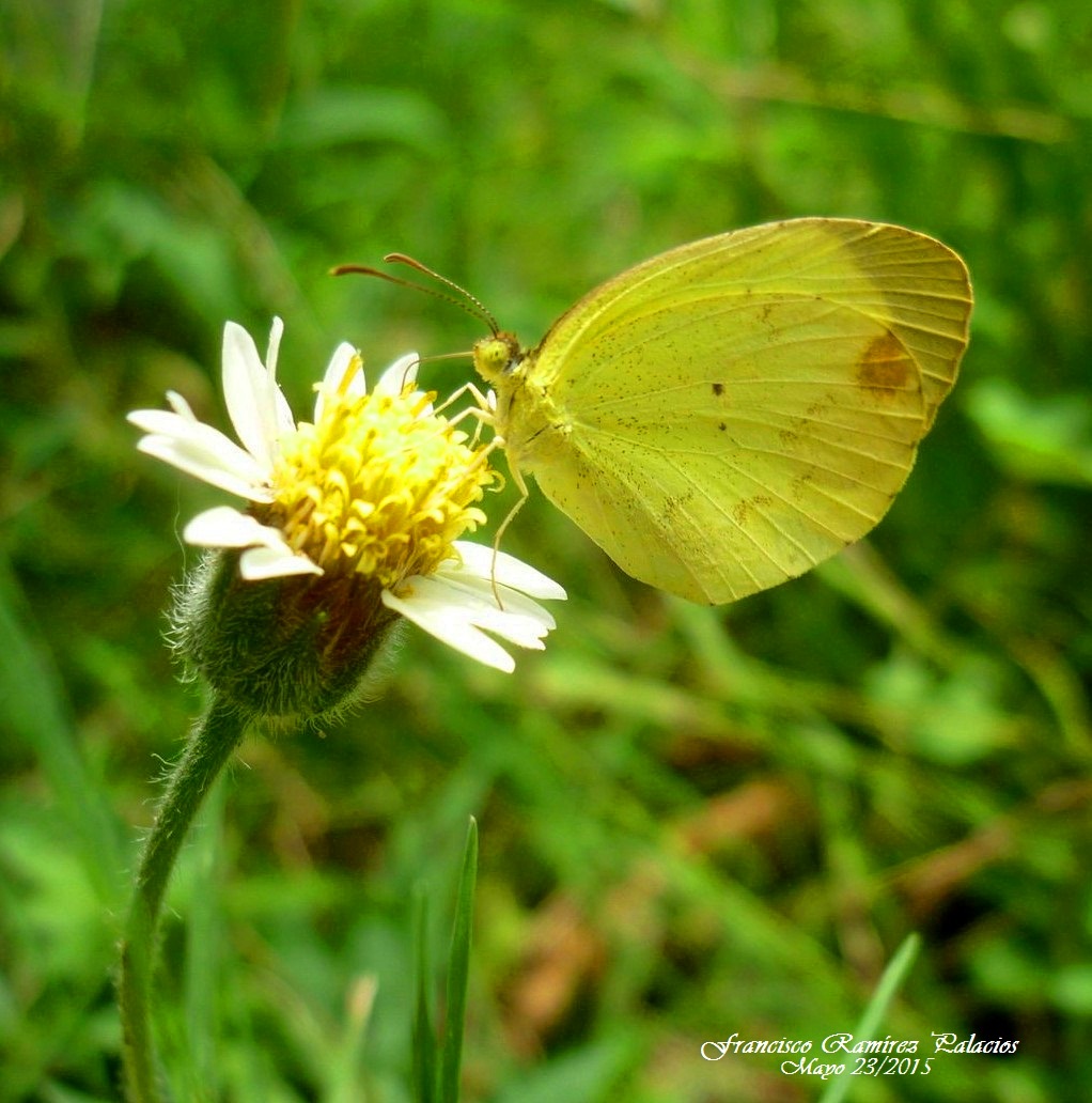 Pyrisita Butterfly