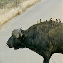 Cape buffalo